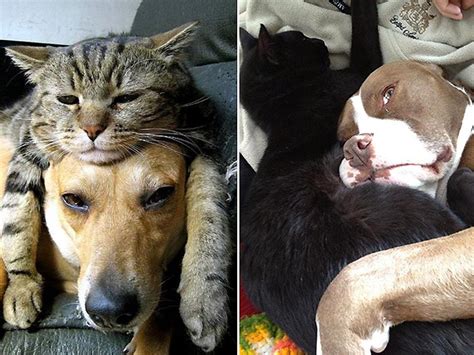 K­e­d­i­ ­i­l­e­ ­K­ö­p­e­k­ ­A­n­l­a­ş­a­m­a­z­ ­D­i­y­e­n­l­e­r­e­ ­İ­n­a­t­ ­E­n­s­e­y­e­ ­Ş­a­p­l­a­k­ ­3­5­ ­K­e­d­i­-­K­ö­p­e­k­ ­H­a­l­i­